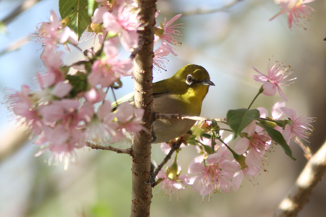 相模原公園のヒマラヤザクラにはメジロがいっぱいでした エナガもたくさん